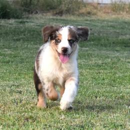 Calista - Blue merle female Australian Shepherd puppy in San Tan Valley, Arizona from Mott Ranch - Blazin' Sun Aussies