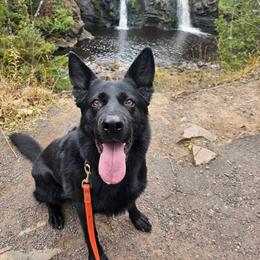 German Shepherd puppies from Sstar