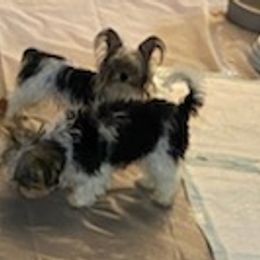 Yorkshire Terriers from MM Kennels