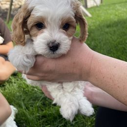 Cavapoo Puppies from Ellas.Pups