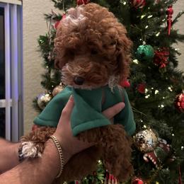 Poodle Puppies from Poodles 4 Life
