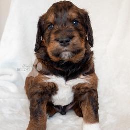 Ron Weasley - Brown male Schnoodle puppy in Germantown, Tennessee from Bentley's Beloved Paws
