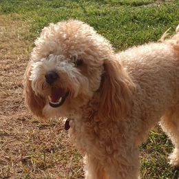 Maltese, Maltipoos, and Poodles from MountCarmelPuppies