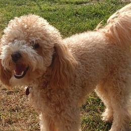 Maltese, Maltipoos, and Poodles from MountCarmelPuppies