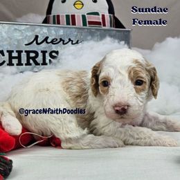 Goldendoodle and Labradoodle Puppies from Grace N Faith Doodles