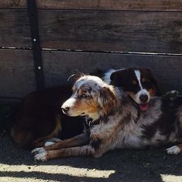Australian Shepherd Puppies from RocksStars’ Aussies