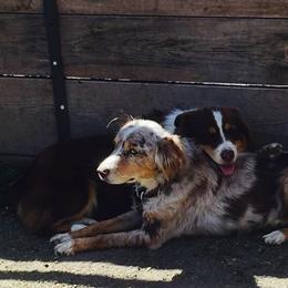 Australian Shepherd Puppies from RocksStars’ Aussies