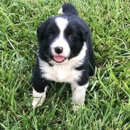 Finn - Black and white male Border Collie puppy in Lake Montezuma, Arizona from Jens Border Collies