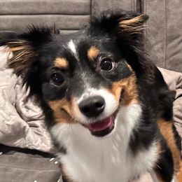 Yoda - Toy Australian Shepherd