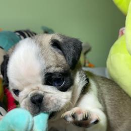 Colt - White male Pug puppy in Hesperia, Michigan from Manistee Farms