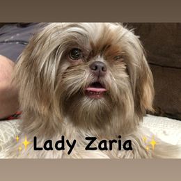 Zaria - Shih Tzu