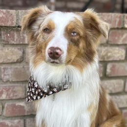 Companion Crosses, Miniature Australian Shepherds, and Pembroke Welsh Corgis from JOY Farms