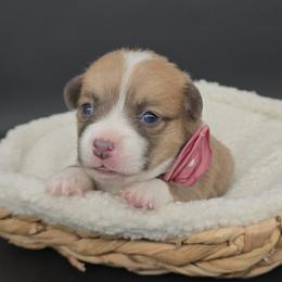 German Shepherd and Pembroke Welsh Corgi Puppies from J&R Shepherds & Corgis