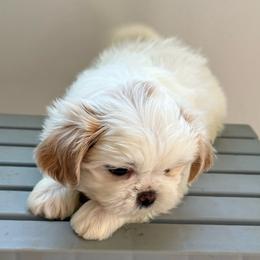 Max - Cream and white male Shih Tzu puppy in Covington, Georgia from Top Hats 2  Shih Tzu’s