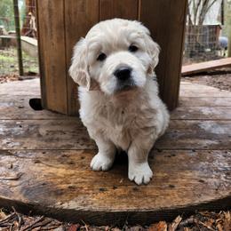 Golden Retriever Puppies from Hoekema Homestead Goldens
