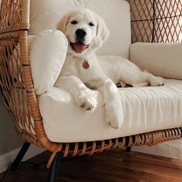 Golden Retriever Puppies from All by grace goldens