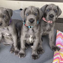 Great Dane Puppies from Blue Envy Great Danes