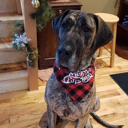 Pepper - Great Dane
