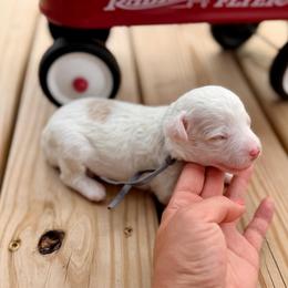 Reef - Parti male Poodle puppy in Dunn, North Carolina from Sandy Creek Kennels