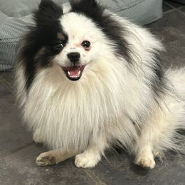 Ritz - Tri-colored male Pomeranian puppy in Douglas, Massachusetts from Country Oak Poms LLC