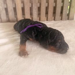 Mango - Phantom female Goldendoodle puppy in Luana, Iowa from Country View Bernedoodles and Goldendoodles