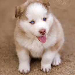 Pomsky Puppies from Southpaw Pomskies
