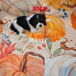 Maavi - Tri-color female Cavalier King Charles Spaniel puppy in Lehi, Utah from Angels and Nobility Cavaliers