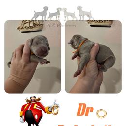DR. ROBOTNIK - Silver gray male Weimaraner puppy in Ferrum, Virginia from LAAT Weims
