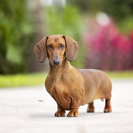 Rye - Dachshund