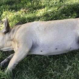 French Bulldogs from EV Bulldogs