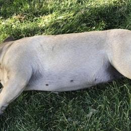 French Bulldogs from EV Bulldogs