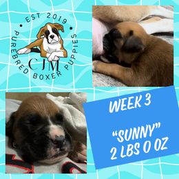 Sunny - Fawn Boxer puppy in Jupiter, Florida from CJM Boston and Boxer Puppies