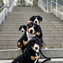 Entlebucher Mountain Dogs from Dyberry Creek Farm