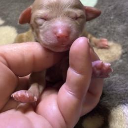 Indie - Apricot female Goldendoodle puppy in Rising Sun, Indiana from Ruby Lane Doodles