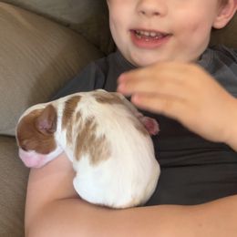 Cavalier King Charles Spaniel Puppies from Royal Country Cavaliers of Missouri