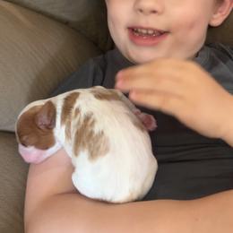 Cavalier King Charles Spaniel Puppies from Royal Country Cavaliers of Missouri