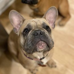 French Bulldogs from Top Notch Frenchies