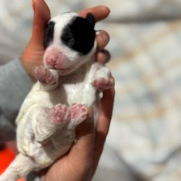 Cowie - Black and white female Bernedoodle puppy in Gainesville, Florida from Alyssa Xxweetdoodles