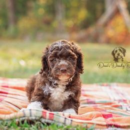 Aussiedoodle Puppies from Dani's Dandy Doodles