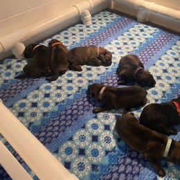 German Shepherd Puppies from von der Ryndal German Shepherds