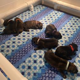 German Shepherd Puppies from von der Ryndal German Shepherds