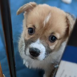 Pembroke Welsh Corgi Puppies from Trapman Corgi's