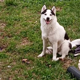 Princess - Pomsky