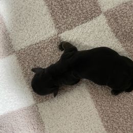 Blacky - Black male Dachshund puppy in Yelm, Washington from Hughes' Doxies
