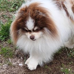 Bailey - Pomeranian