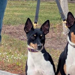 Rat Terriers from Forest Grove Rat Terriers