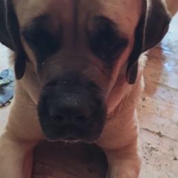 Dixie - Mastiff