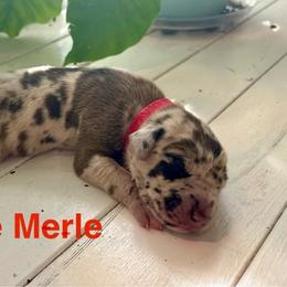 Giogio Armani - Merle male Great Dane puppy in Aldie, Virginia from High Point Mountain Danes