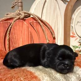 Boy 3 - Black male Shih Tzu puppy in Lexington, North Carolina from SCS Shih Tzus