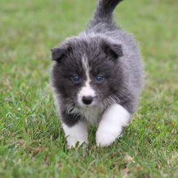 Bri - Blue female Border Collie puppy in Tylertown, Mississippi from Cool Meadow Farms